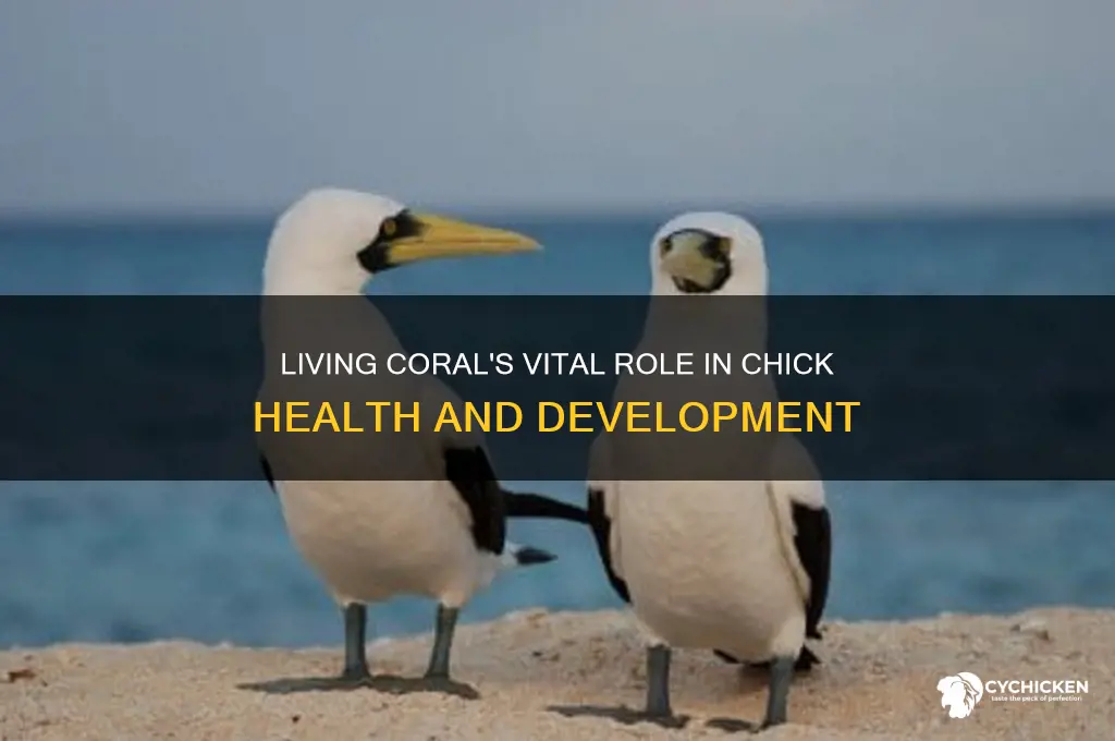 why do you need living coral for chicks
