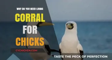 Why Living Coral is Essential for Raising Healthy Chicks