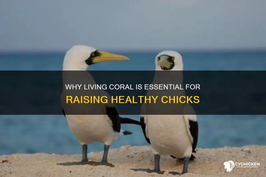 why do you need living corral for chicks