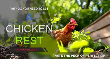 Resting Chickens: Why It's Necessary