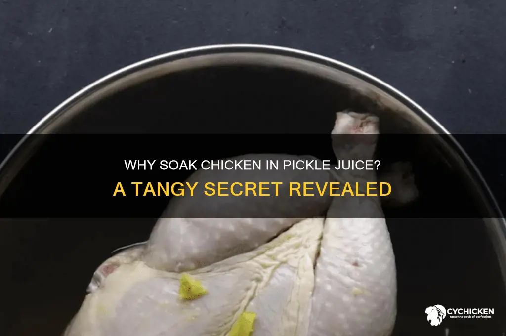 why do you soak chicken in pickle juice