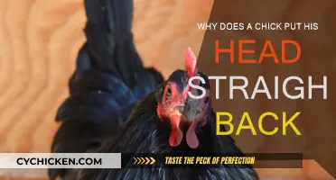Chicks' Instinctive Behaviors: Head Straight Back