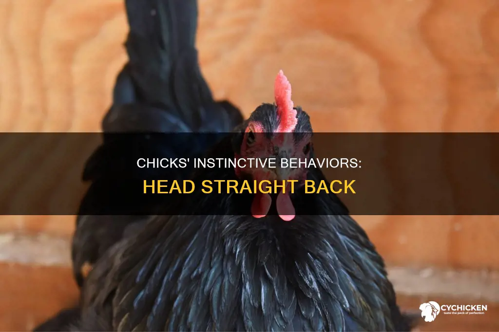 why does a chick put his head straight back