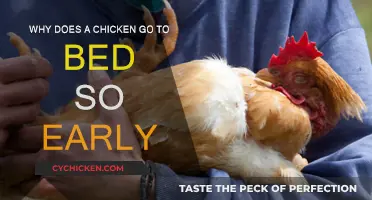 Early to Bed: The Chicken's Sleep Mystery
