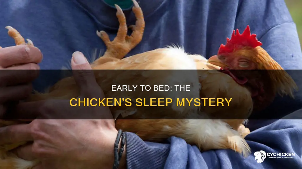 why does a chicken go to bed so early