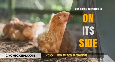 Why Chickens Lay on Their Side: Causes and Concerns Explained