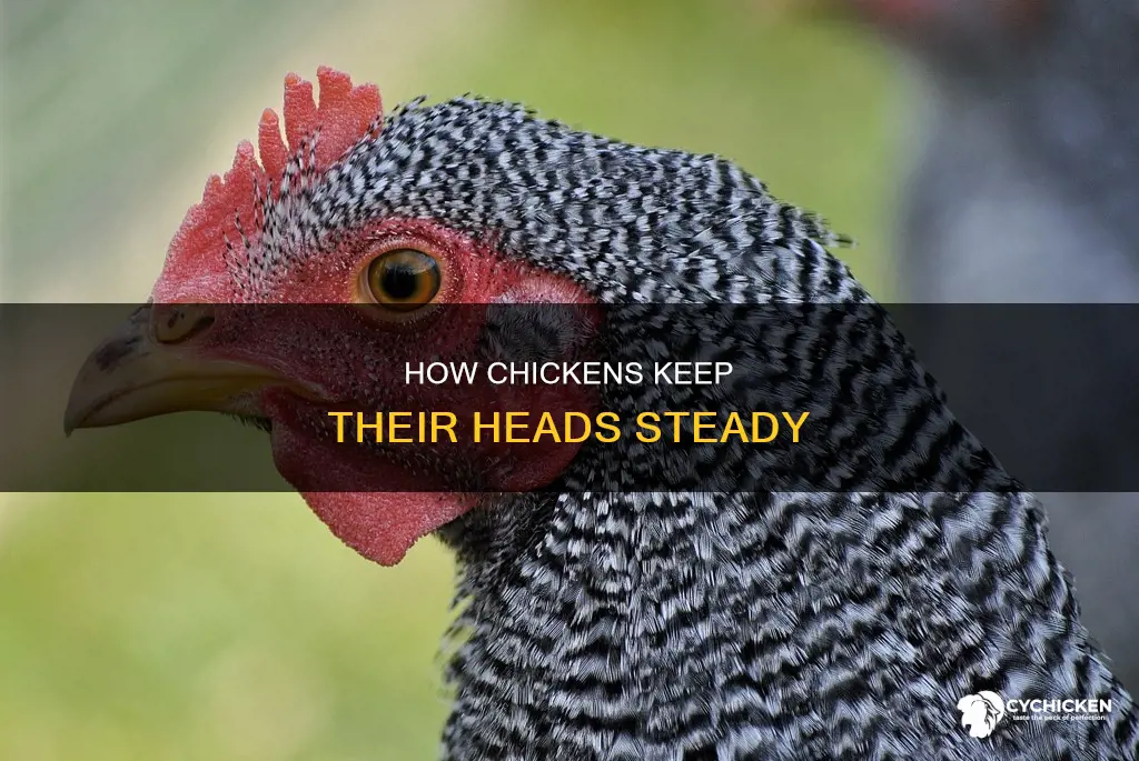 why does a chicken lock its head in place