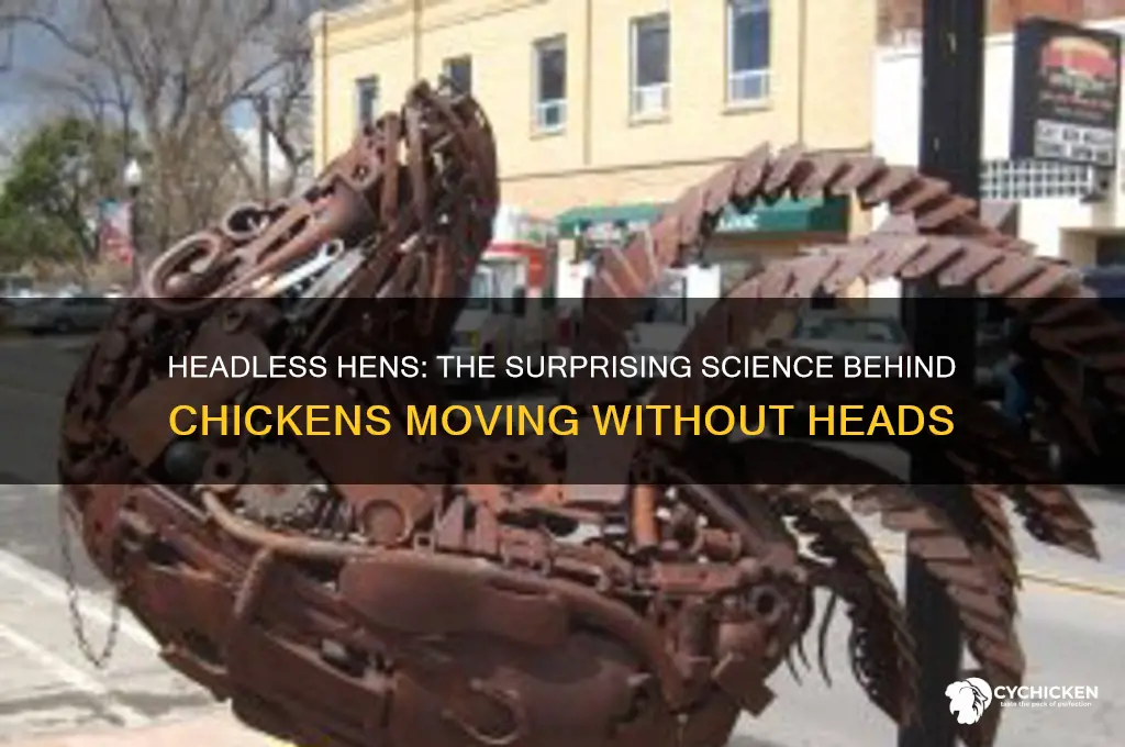 why does a chicken move without a head