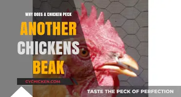 Why Chickens Peck Beaks: Understanding Poultry Behavior and Social Dynamics