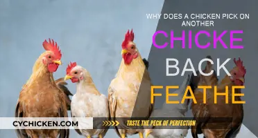 Understanding Chicken Bullying: Feather-Picking Behavior