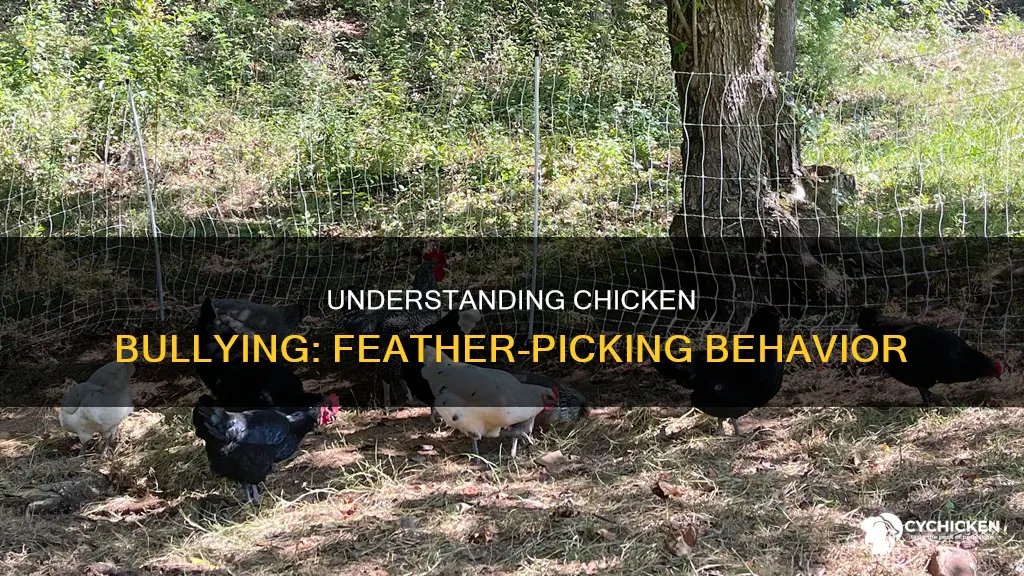 why does a chicken pick on another chicken back feathers