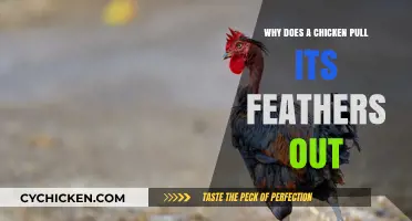 Why Chickens Pull Out Their Feathers: Causes and Solutions