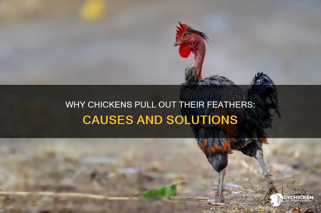 why does a chicken pull its feathers out