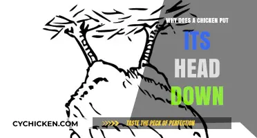 Why Chickens Lower Their Heads: Understanding This Common Behavior
