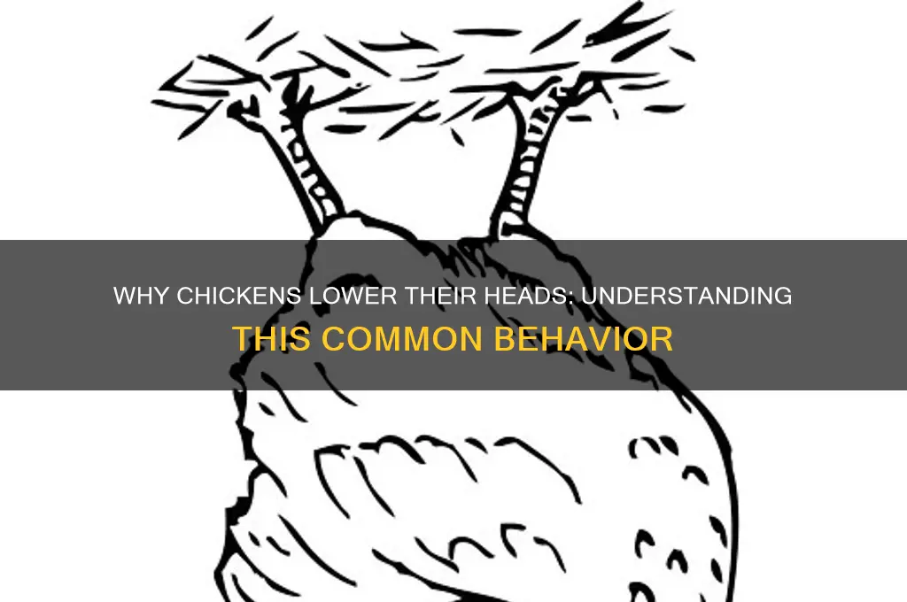 why does a chicken put its head down