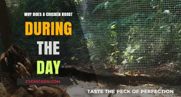 Why Chickens Roost During the Day: Unraveling the Mystery