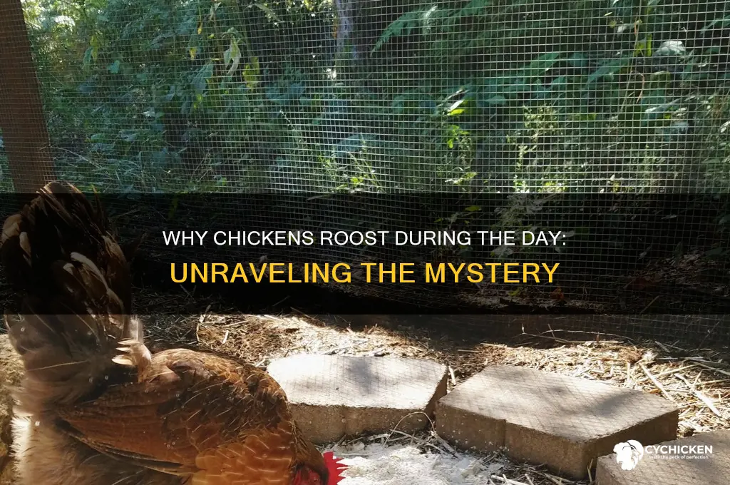 why does a chicken roost during the day