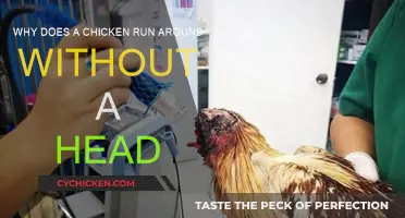 How Do Headless Chickens Run?