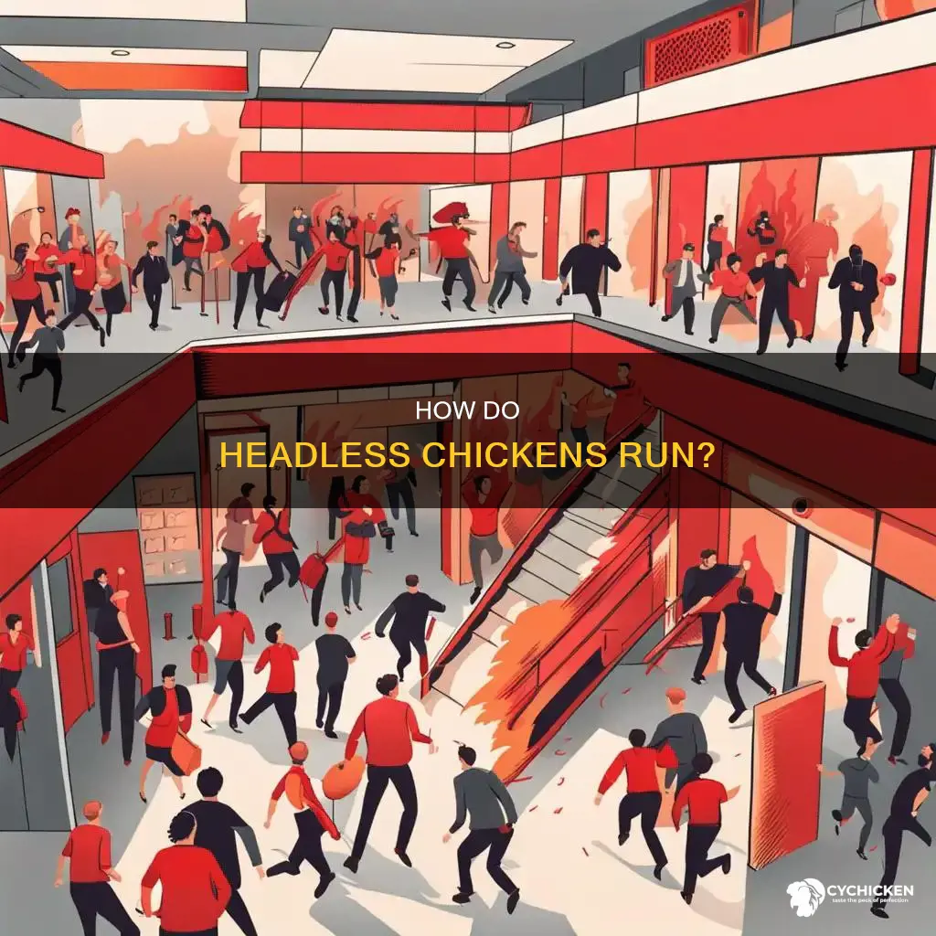 why does a chicken run around without a head
