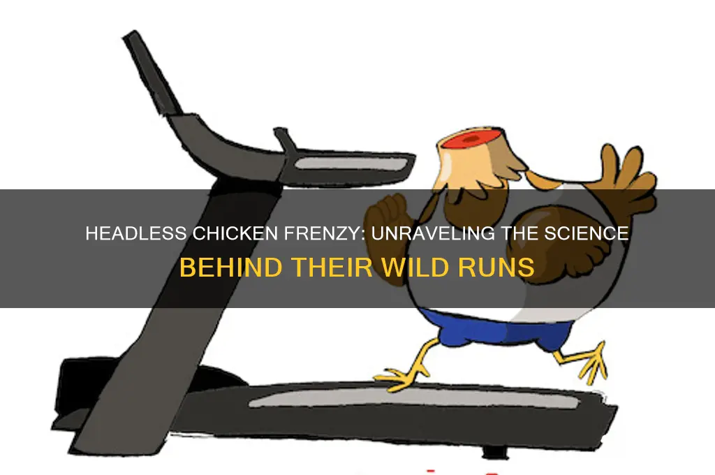 why does a chicken run without a head