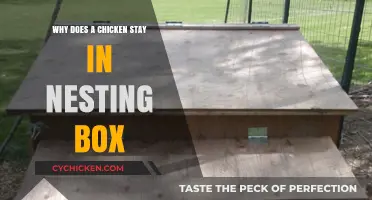 Why Chickens Stay in Nesting Boxes: Understanding Their Behavior