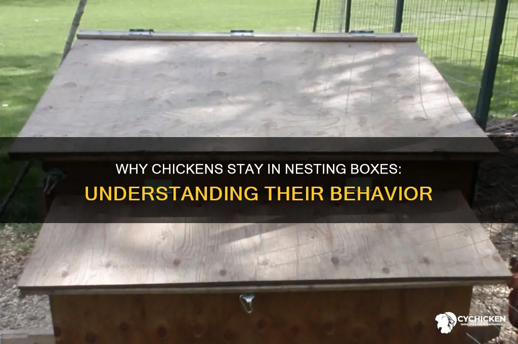 why does a chicken stay in nesting box