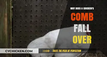 Why Chicken Combs Droop: Causes and Care Tips Explained