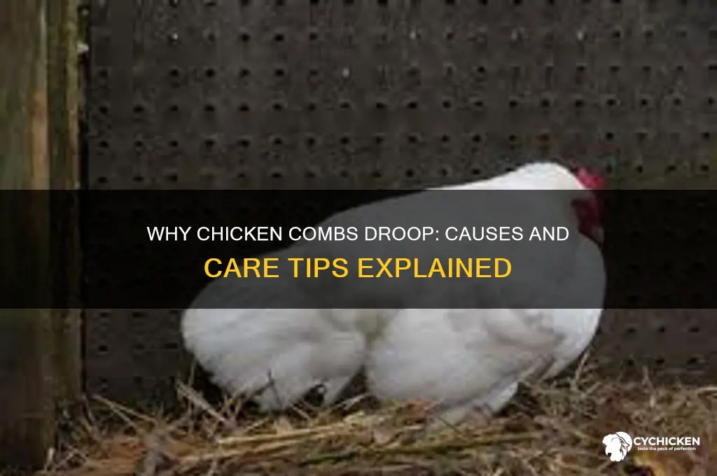 why does a chicken