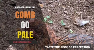 Why Chicken Combs Pale: Understanding Causes and Care Solutions