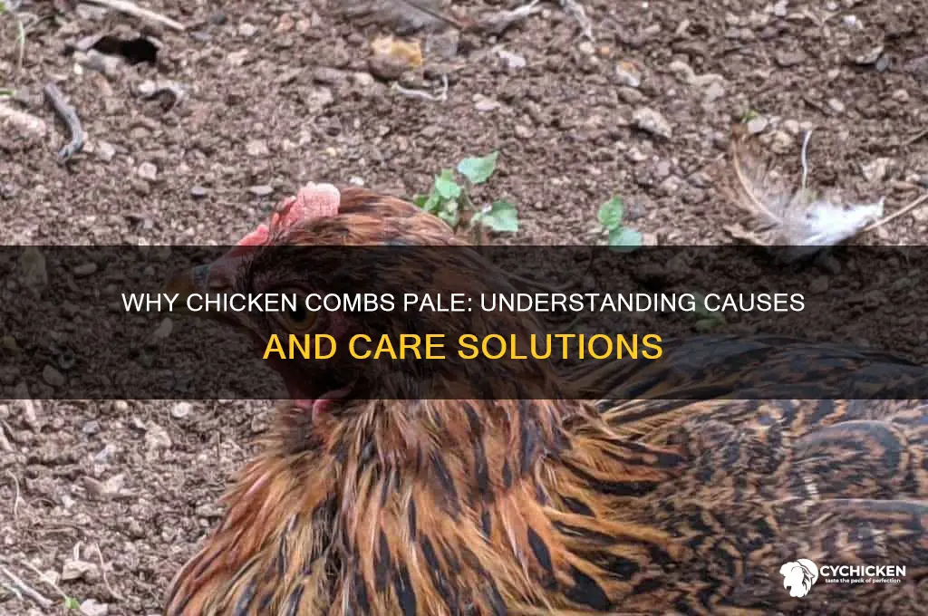 why does a chicken