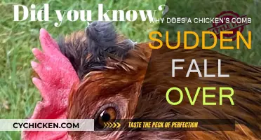What Causes a Chicken's Comb to Flop?