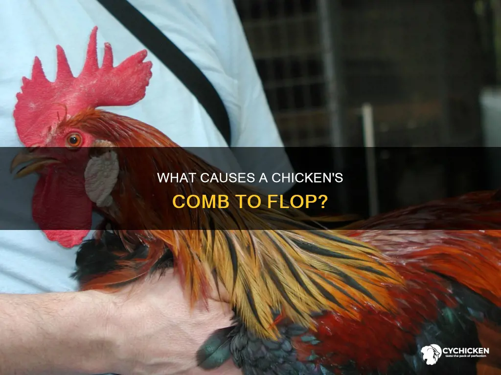 why does a chicken