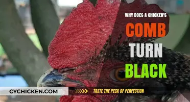 Why Chicken Combs Turn Black: Causes and Concerns Explained