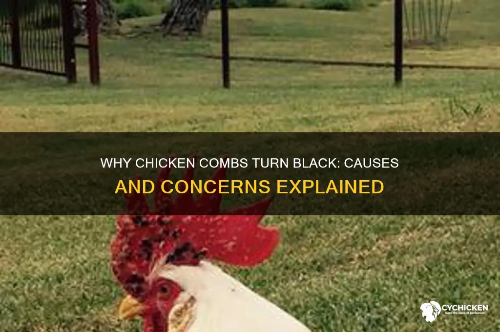 why does a chicken