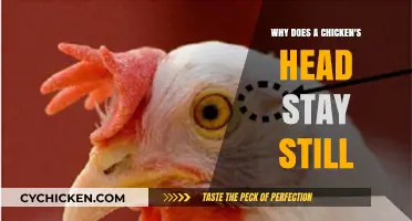 Why Chickens Keep Their Heads Steady: The Science Behind Stabilized Vision