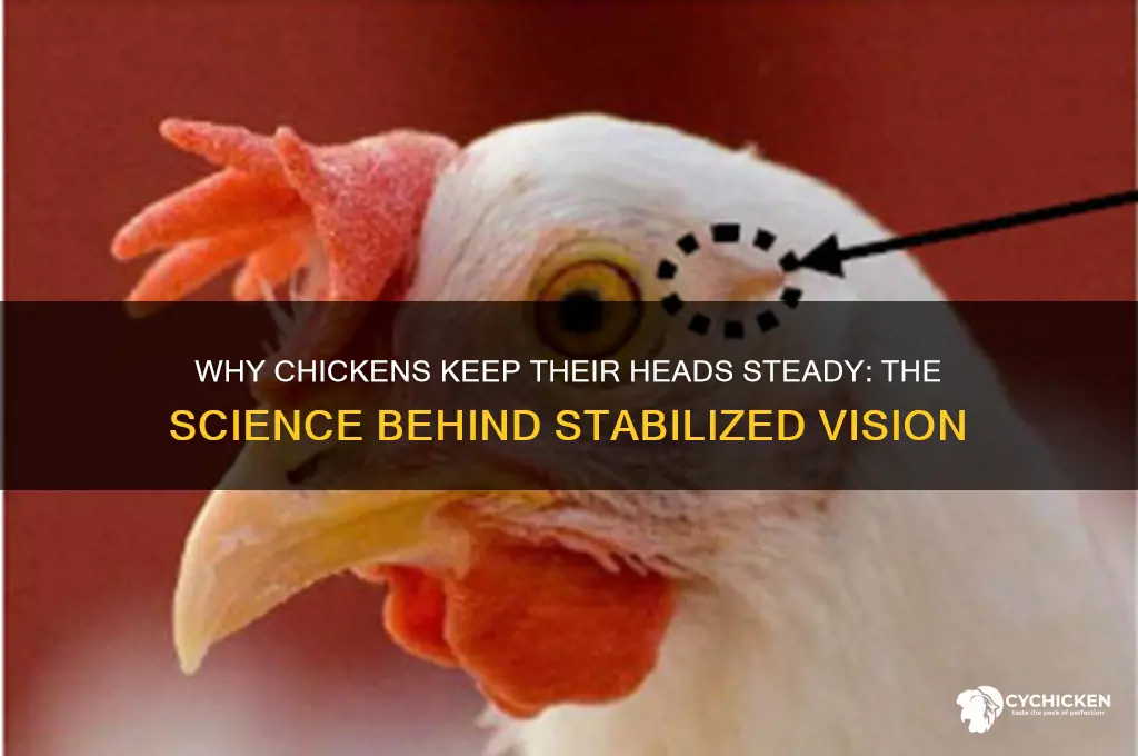 why does a chicken