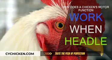 Headless Chickens: Brainless Motor Functions Explained