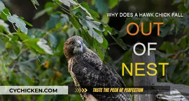 Hawk Chicks: Falling Out, Growing Up