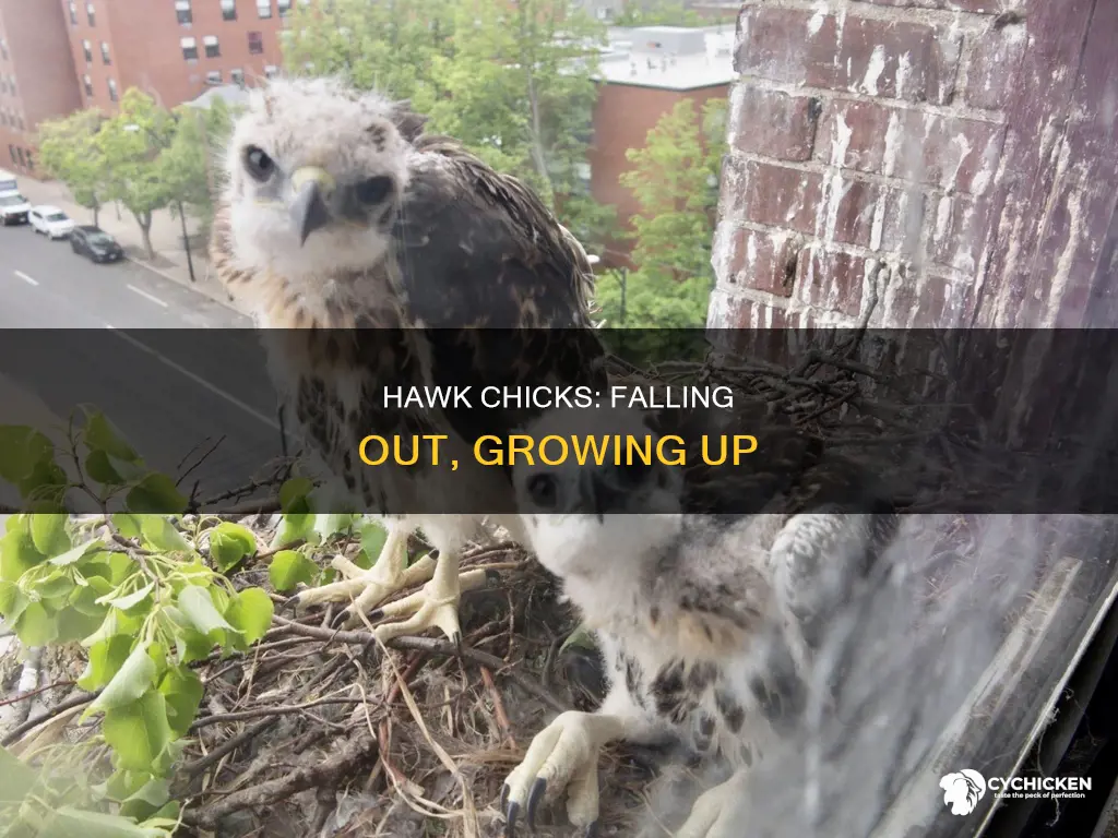 why does a hawk chick fall out of nest