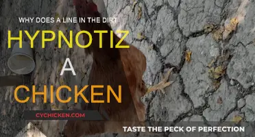 How a Simple Line Hypnotizes Chickens