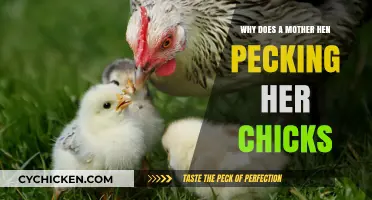 Mother Hen Pecking Chicks: Understanding Natural Behavior and Its Purpose