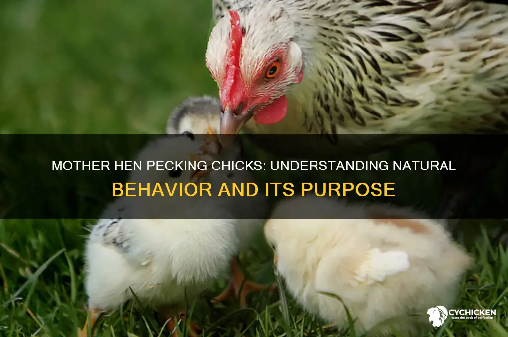 why does a mother hen pecking her chicks