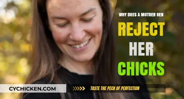 Why Mother Hens Reject Chicks: Causes and Solutions Explained