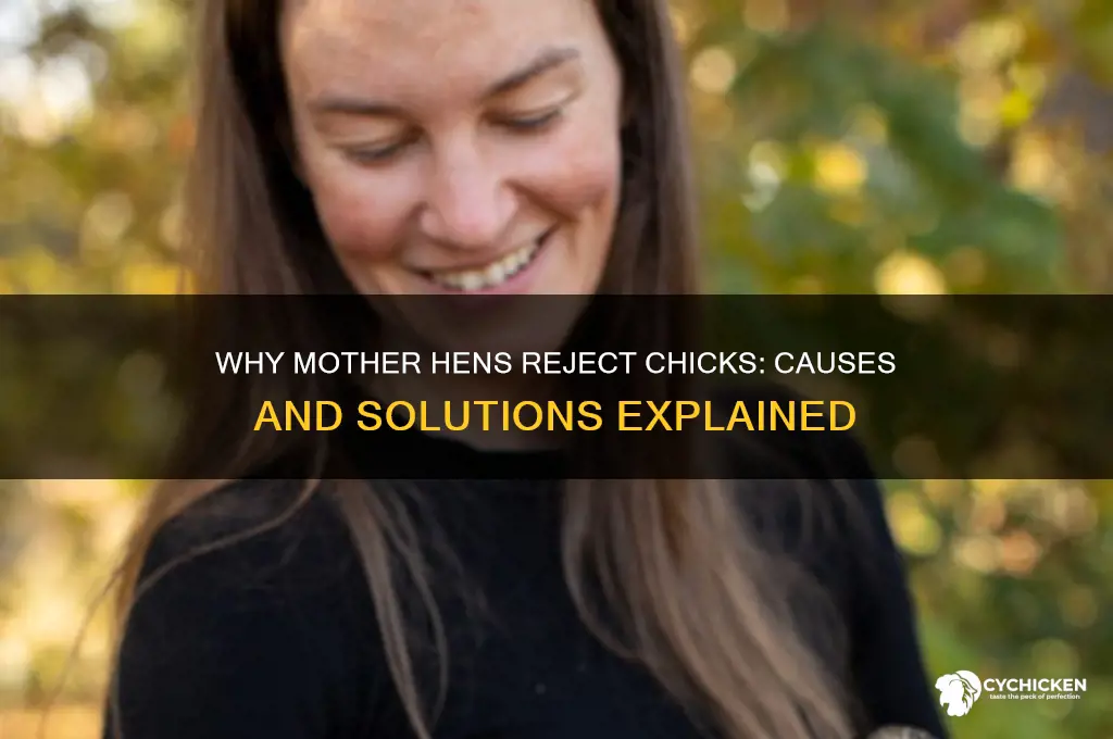 why does a mother hen reject her chicks