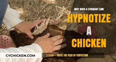 The Hypnotic Power of a Straight Line on Chickens Explained