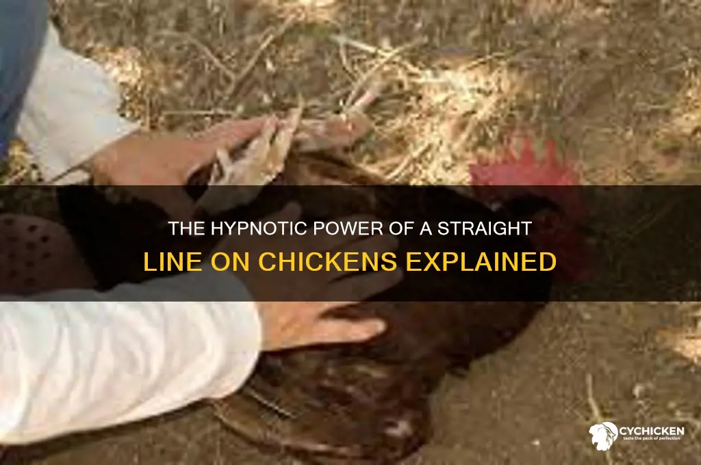 why does a straight line hypnotize a chicken
