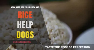 Boiled Chicken and Rice: A Gentle, Healing Diet for Dogs