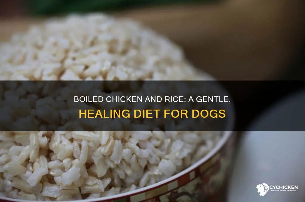 why does boiled chicken and rice help dogs
