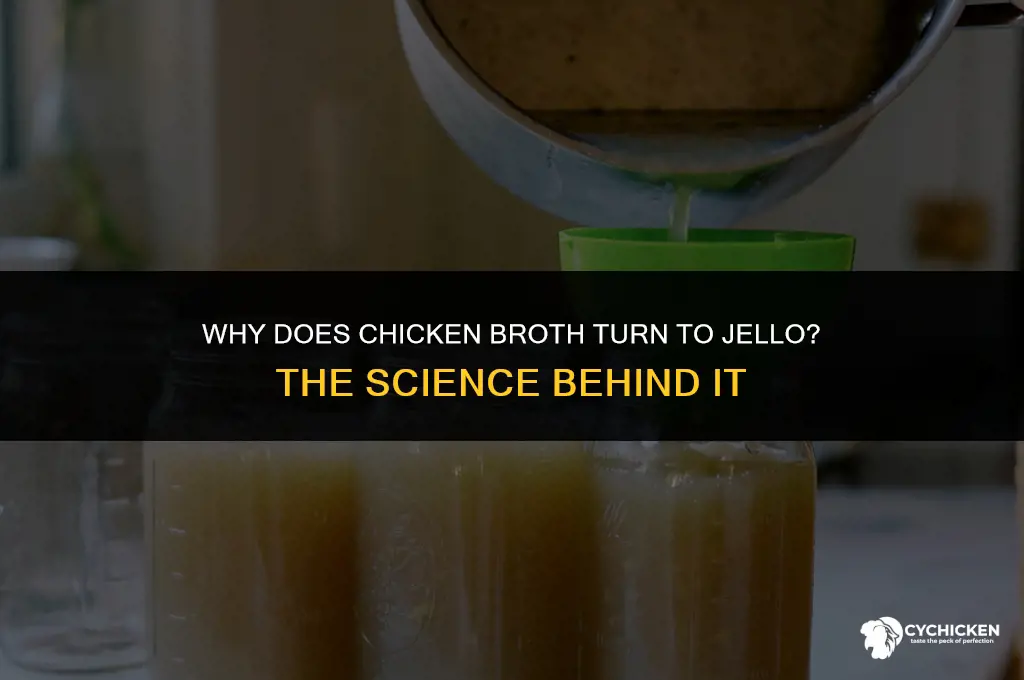 why does broth chicken up like jello