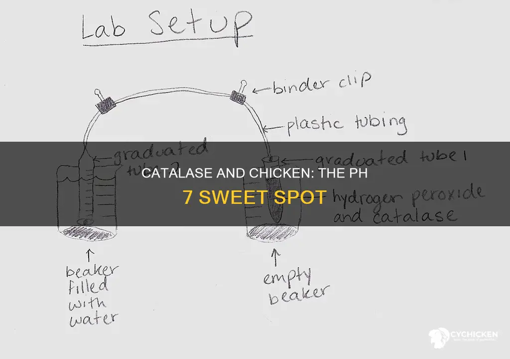 why does catalase work best at ph 7 in chicken